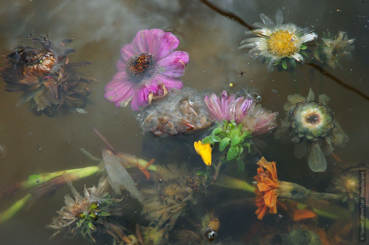 Фотография Цветы Спитука, Спитук Гомпа, Ладакх. Фототур по долине Ладакх, сентябрь 2011 года.