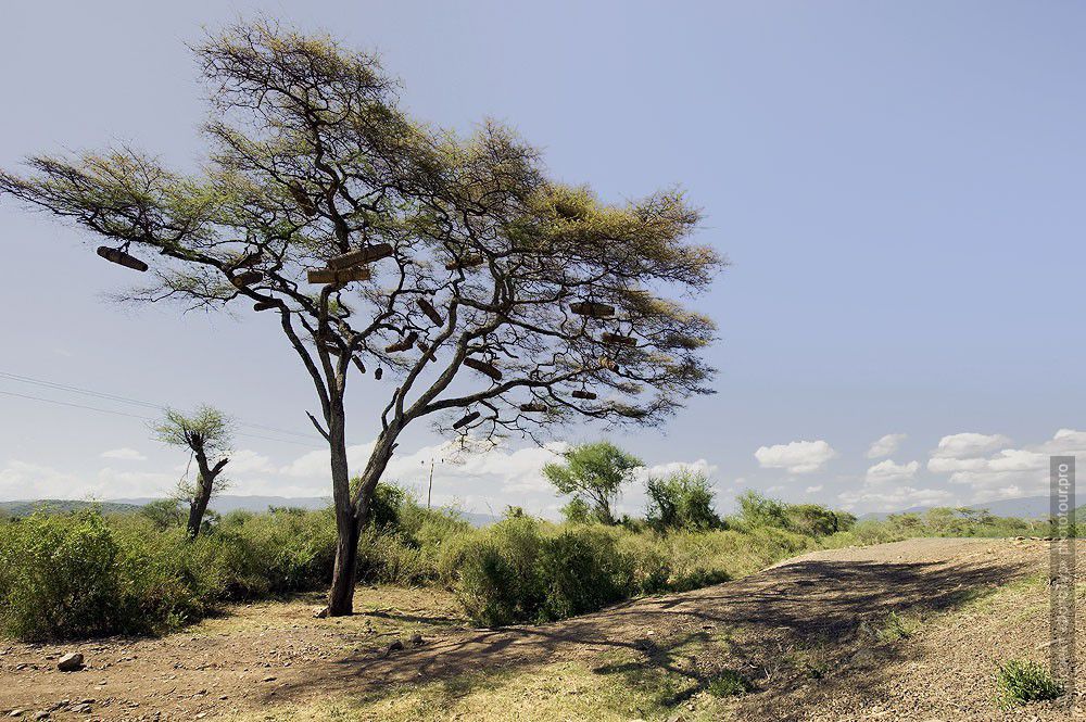 Фотография дерева на котором развешаны улья с пчелами в Эфиопии. Фототур в Эфиопию.