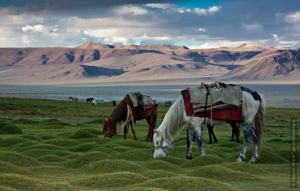 Фото лошадей на озере Цо Кар, фототур по Малому Тибету, тур на озеро Цо Кар.