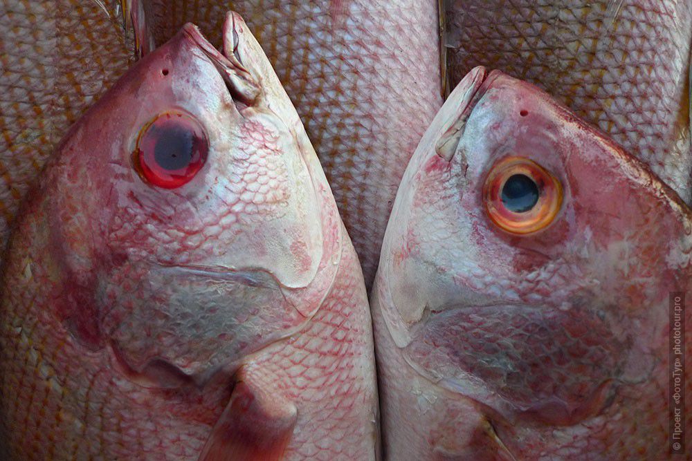 Фото парные рыбы, Ковалам. Фототур в Кералу.