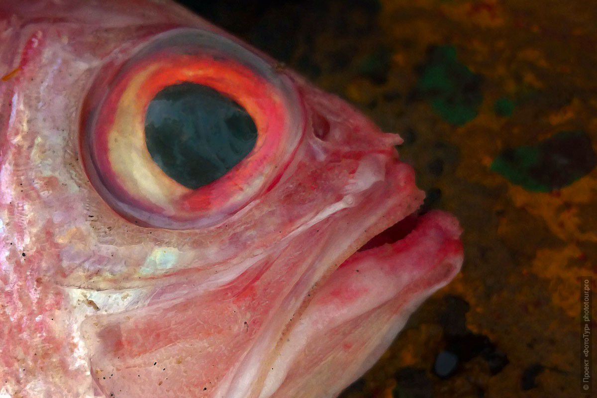 Фотография Большая Красная Рыба, Ковалам Бич. Туры в Кералу.
