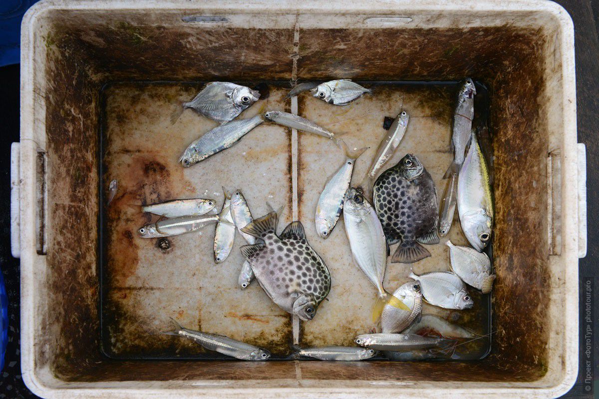 Фотография Натюрморт с морскими рыбками, Кочин Бич. Туры в Кералу. Фото Южной Индии.