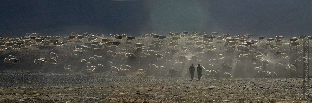 Фотография стада овец Чонгпа на озере Цо Морири, Ладакх. Тур в Гималаи.
