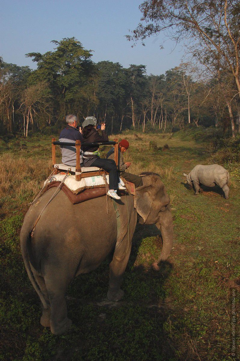 Фотографии из Непала. Фото Непал. Фототуры в Непал. Пастбище однорогих носорогов. итван.