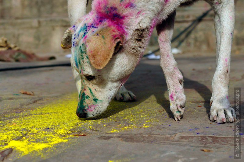 Фото разукрашенной собаки с праздника Холи в Варанаси, Индия.