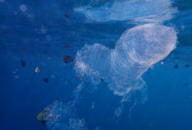 �������� � ������� ����: �������� ��������� .