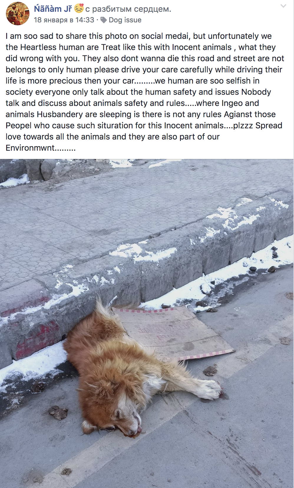 Про убитую собаку в Лехе, Ладакх.