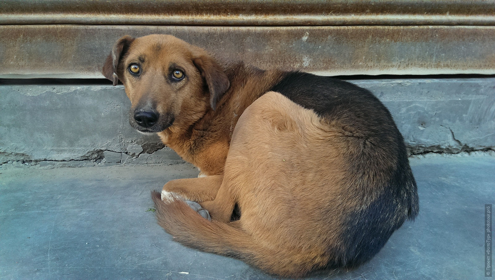 Бездомная собака в Лехе, Ладакх.