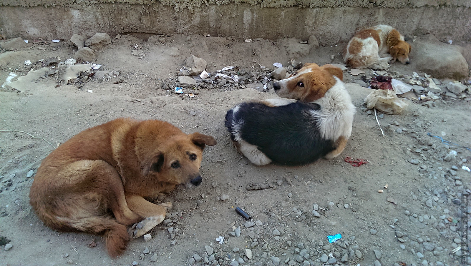 Собаки на стройке в Лехе, Ладакх.