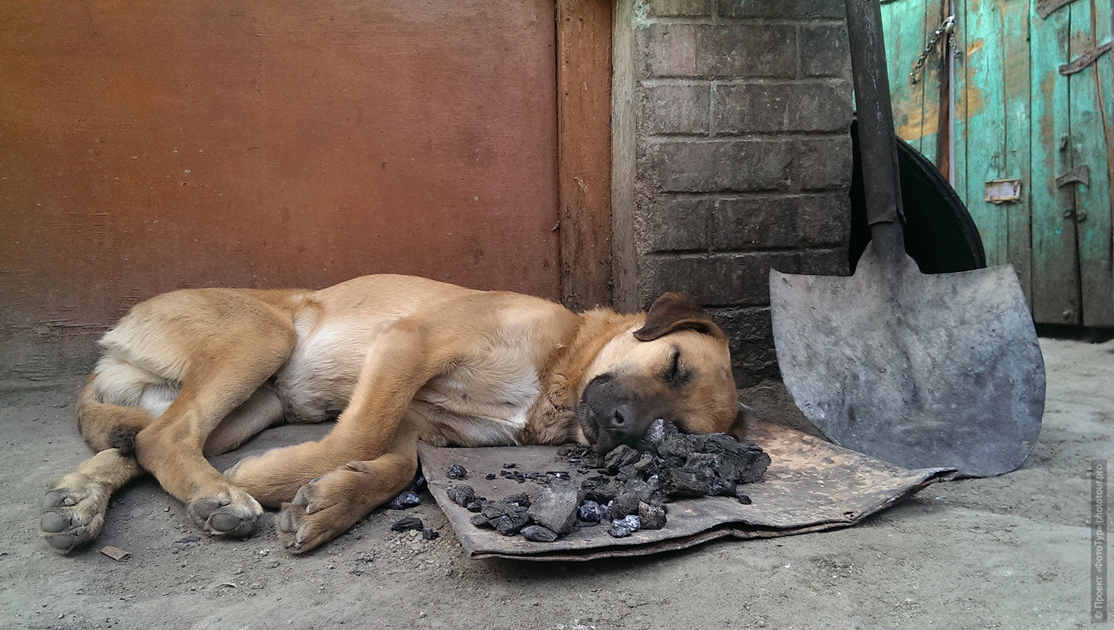 Спящая собачка в Лехе, Ладакх.