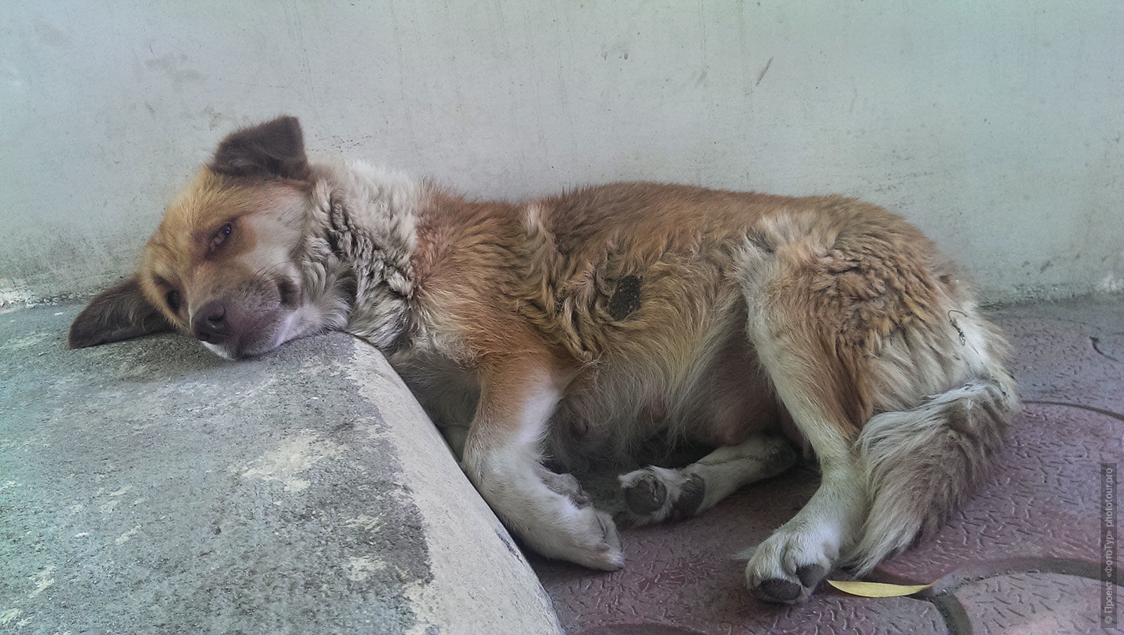 Спящая на ступеньках собака Леха, Ладакх.