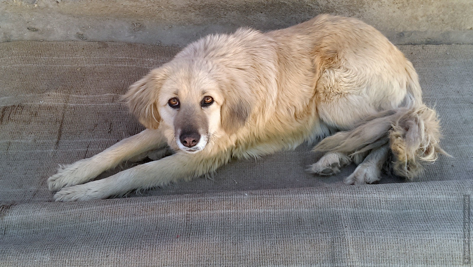 Собака в Лехе, Ладакх.