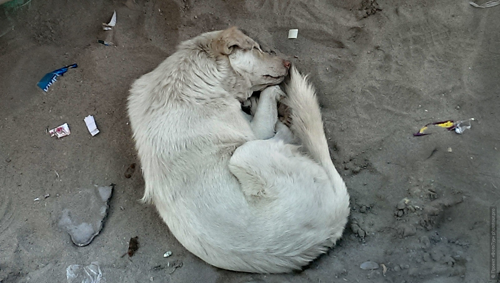 Самозабвенно спящая собака в Лехе, Ладакх.