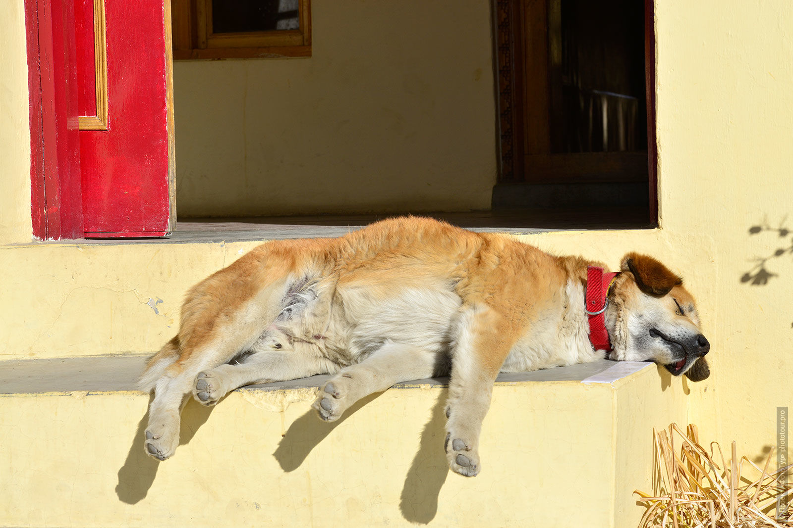 Собака в буддийском монастыре Тиксей Гонпа, Ладакх.
