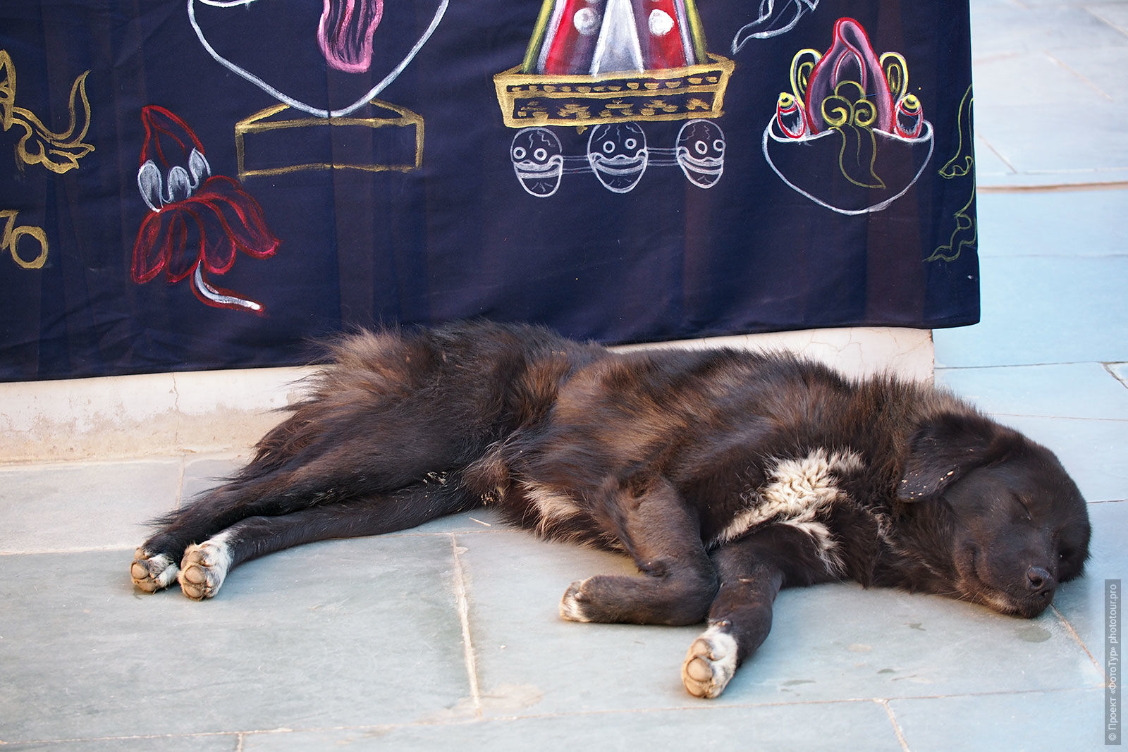 Черная собака в монастыре Леха, Ладакх.