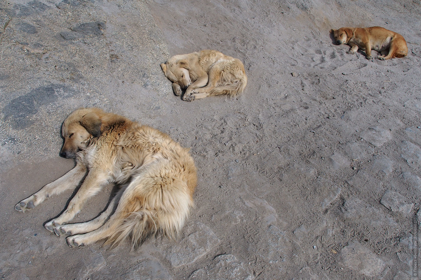 Собаки спят в песке, Лех, Ладакх.