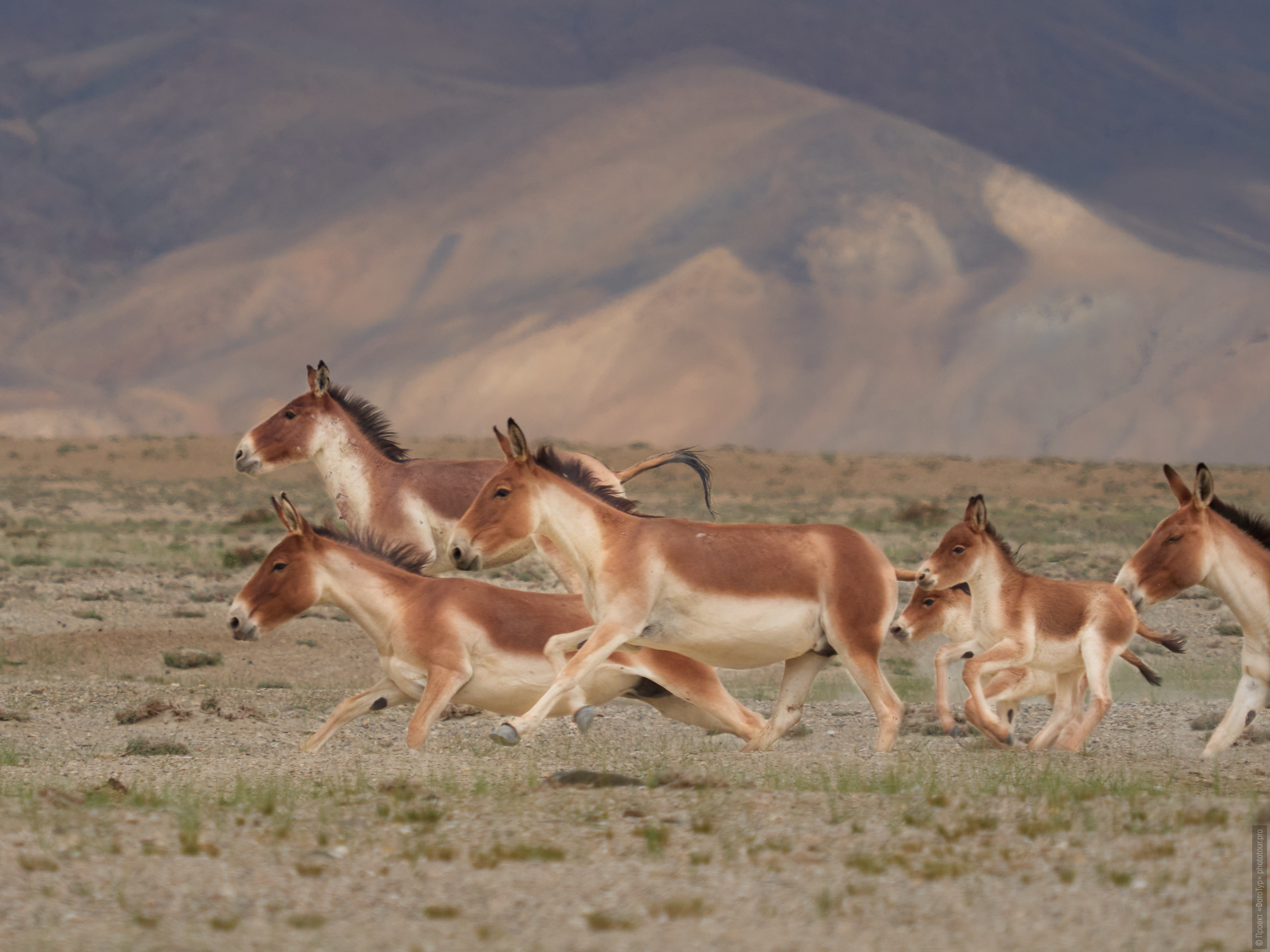 ������ ����� ������ ������� ������������ �����, ��� ���.