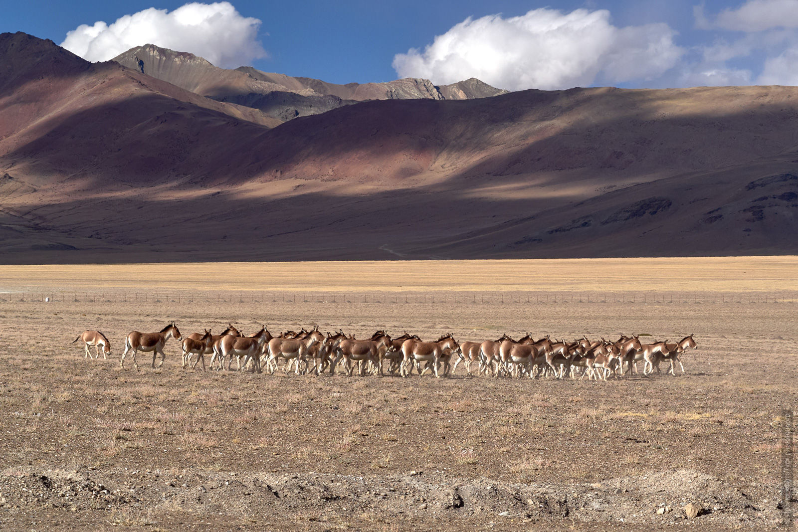Przhivalsky horses on Tso Kar lake. Tour Tibet Lakeside Advertising: Alpine lakes, geyser valley, Lamayuru, Colored Mountains, 01 - 10.09. 2022 year.