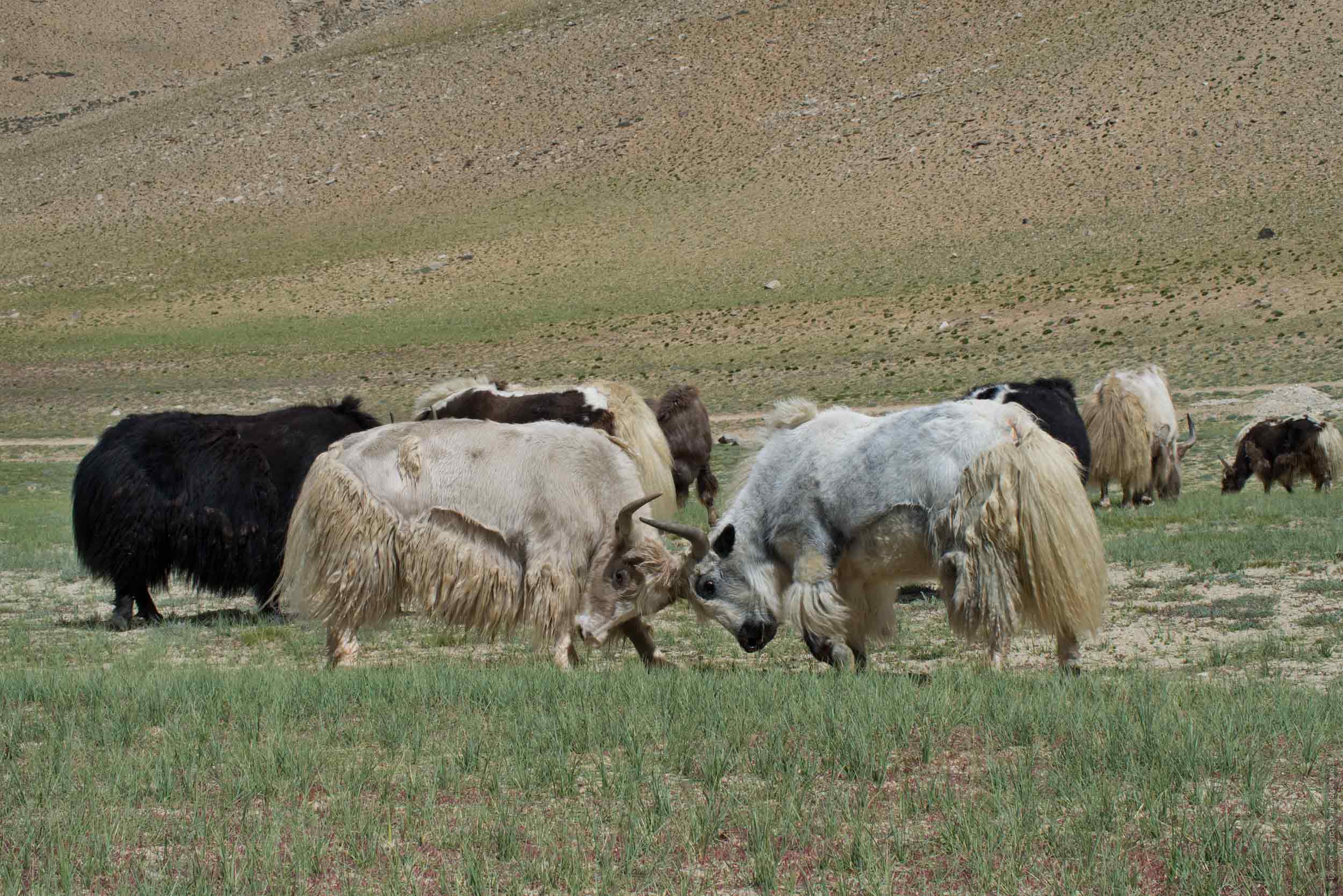 Tibetan yaks of the nomads Chong Pa, Ladakh women’s tour, August 31 - September 14, 2019.