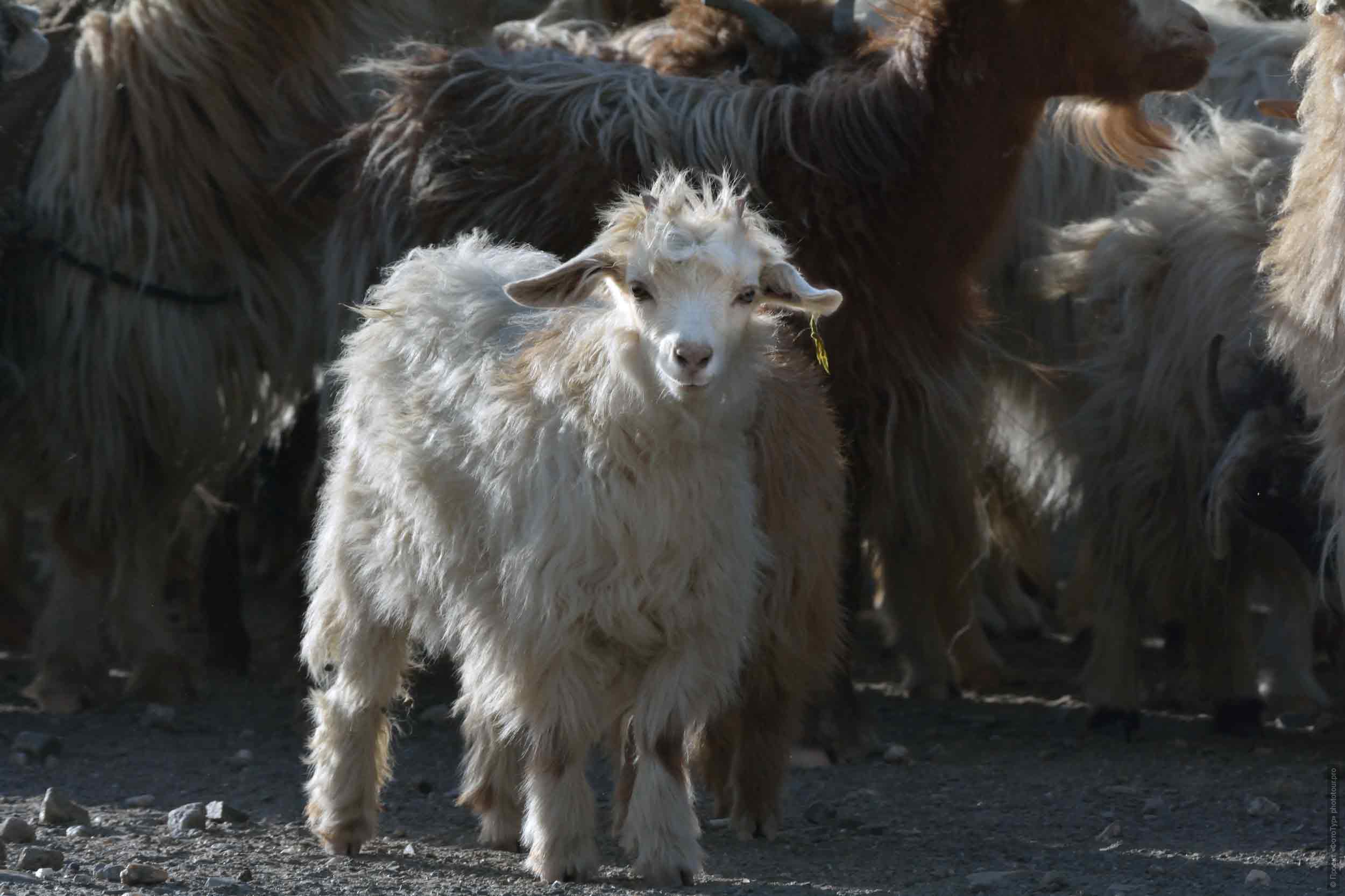 Malen Ladakh goat, Ladakh women’s tour, August 31 - September 14, 2019.