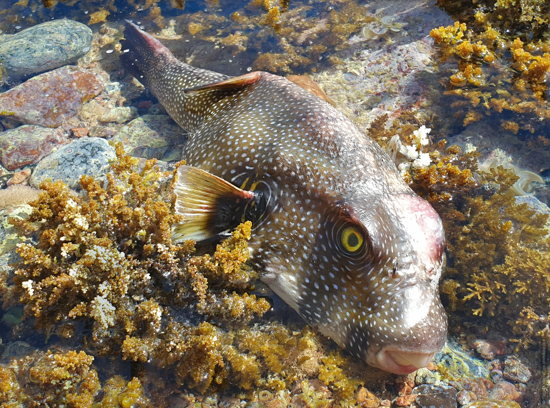 Рыба Кузовок, умершая во время отлива на Красном Море, Дахаб, Синай, Египет.