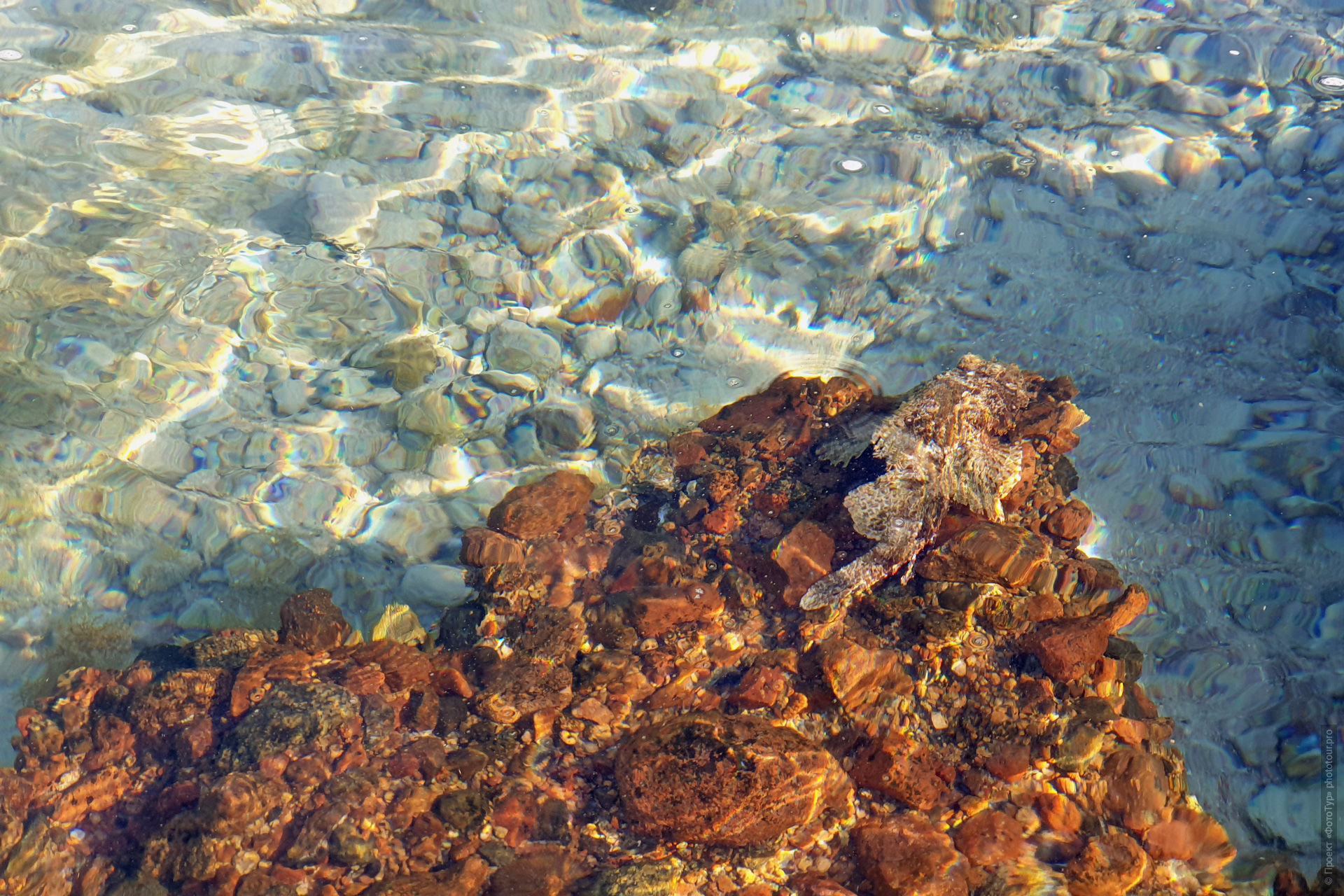 Рыба Камень (бородавчатка) на камне в отличной зоне Красного Моря, Дахаб, Синай, Египет.