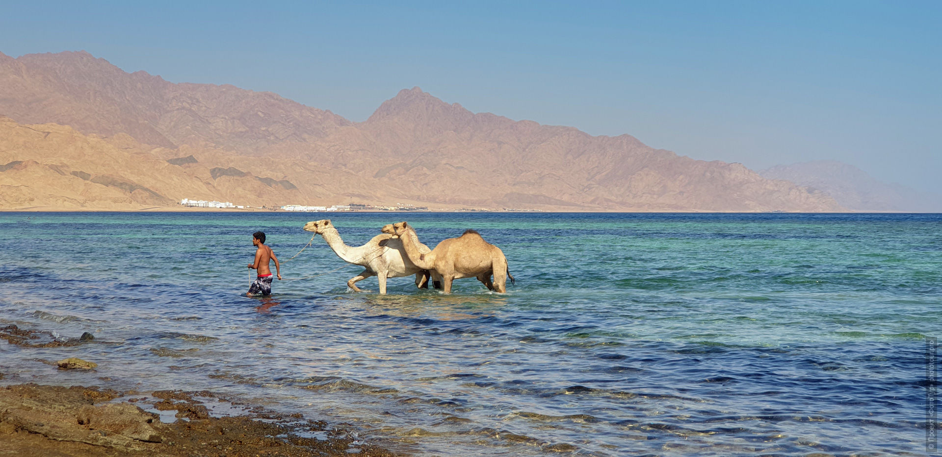 Купание верблюдов в море на Ассале, Дахаб, Синай.