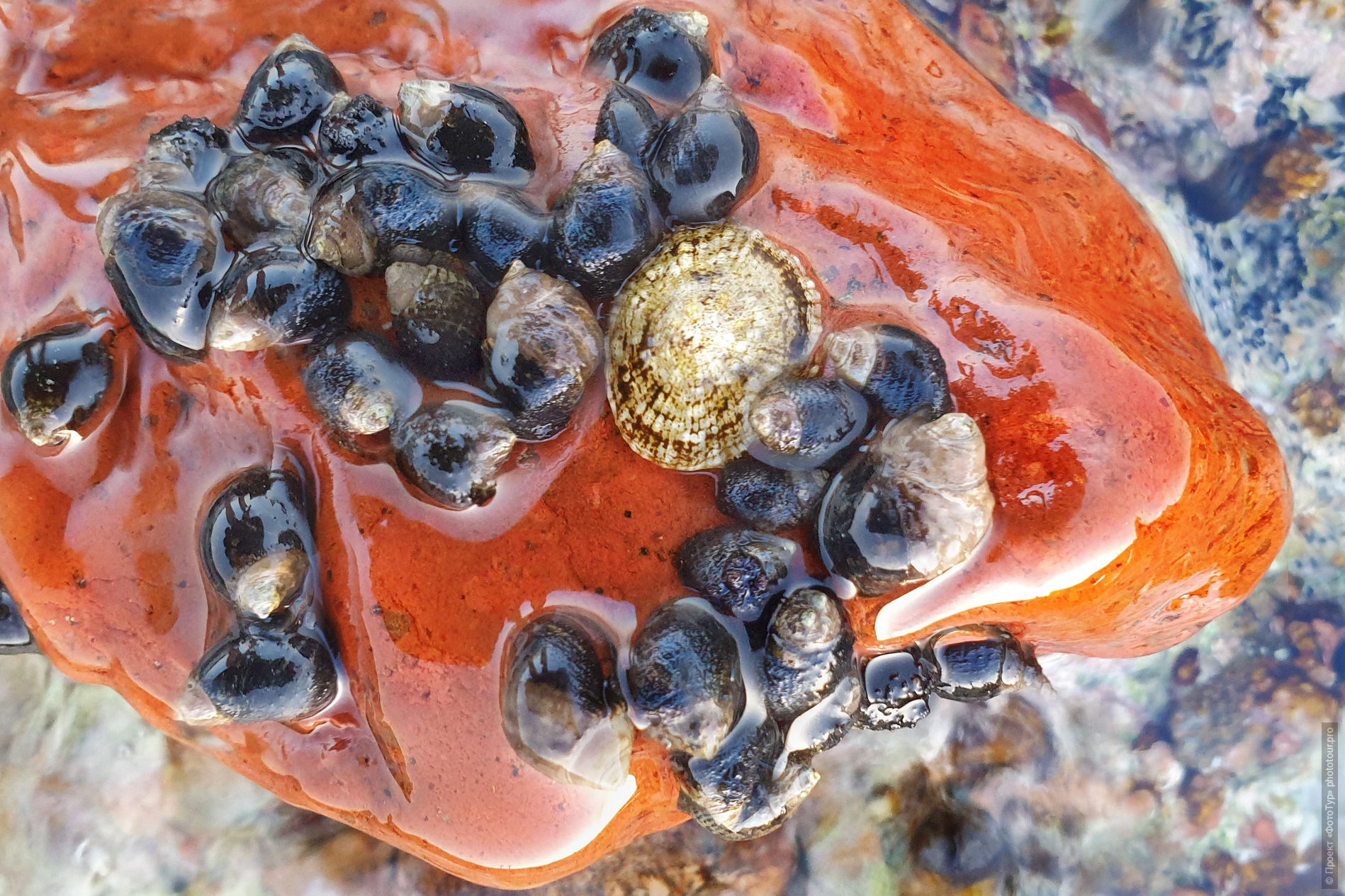Ракушки - карамельки в отливной зоне дахабских рифов.