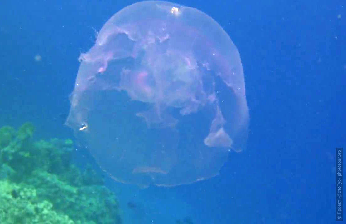 Ядовитая медуза в Красном Море, Дахаб, Синай, Египет.