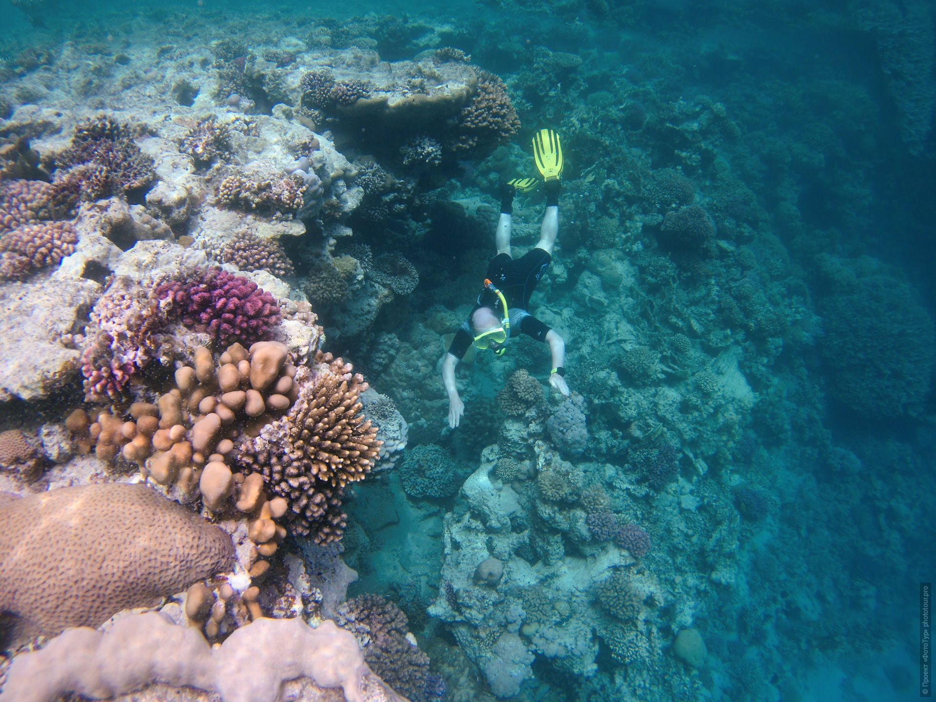 Стена кораллового рифа, Красное Море, Дахаб, Синай.