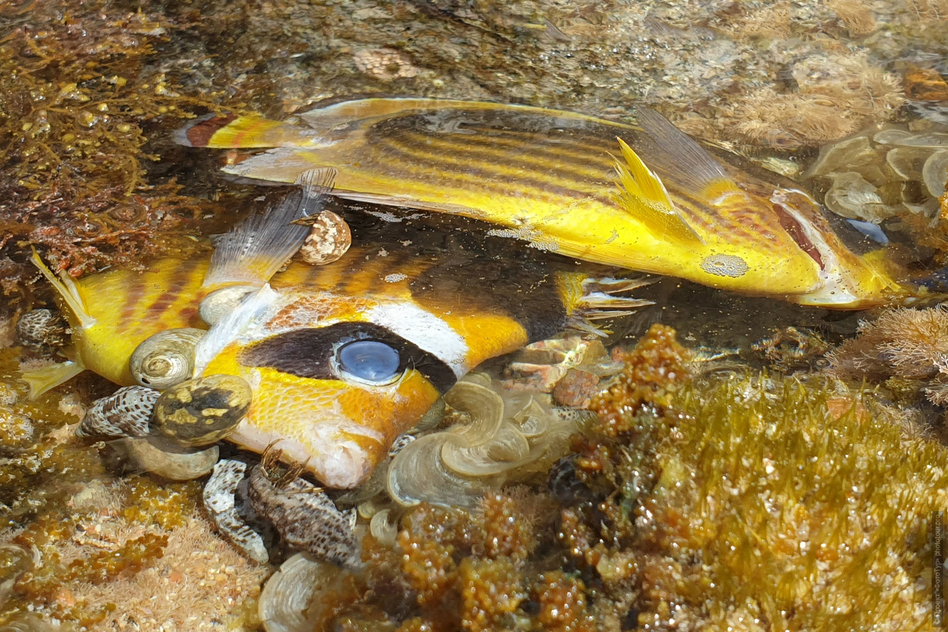 Крабы отшельники поедают умерших в отлив рыб, Дахаб, Синай, Египет.