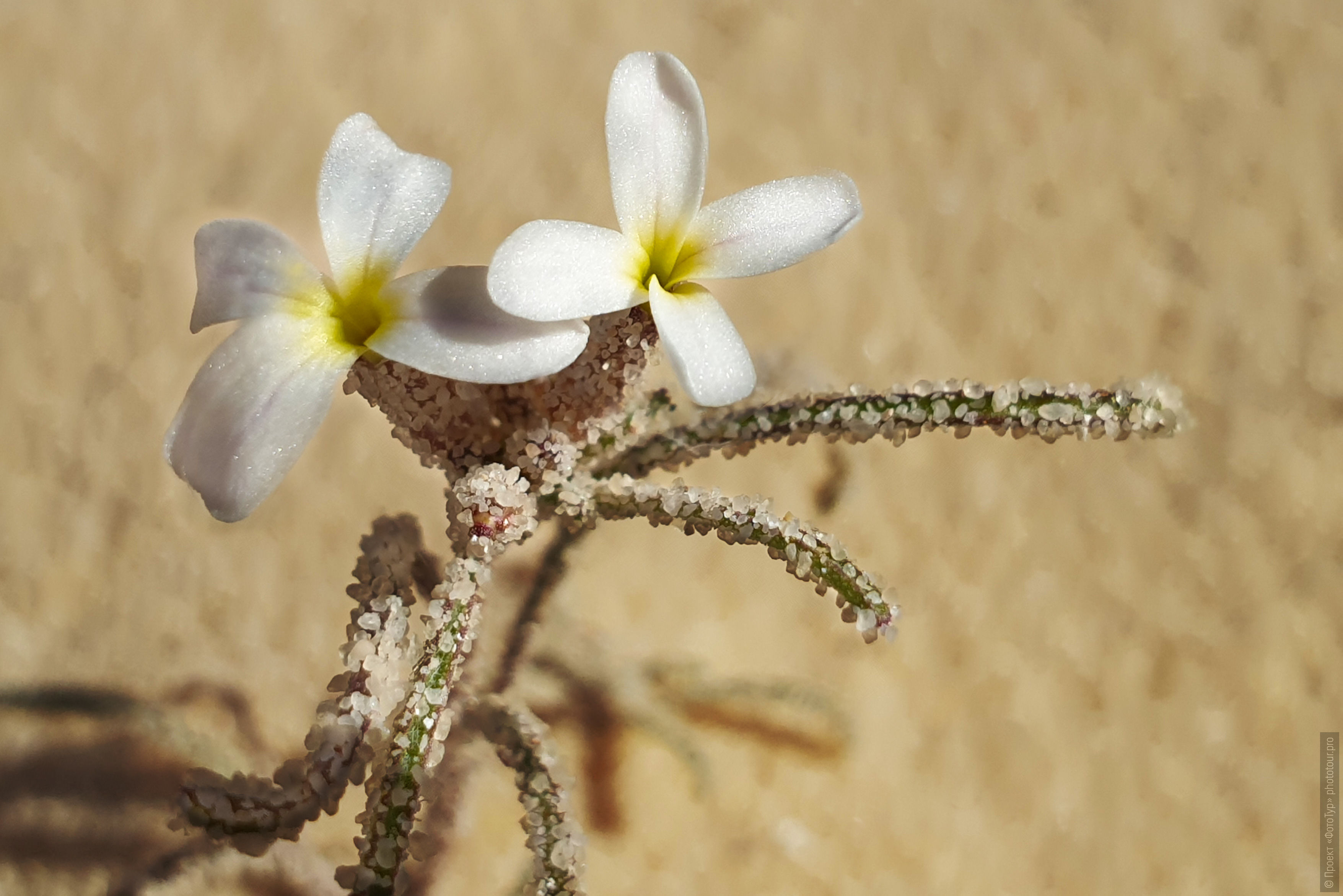 Маленький цветок в пустыне Синая, Дахаб, Египет.