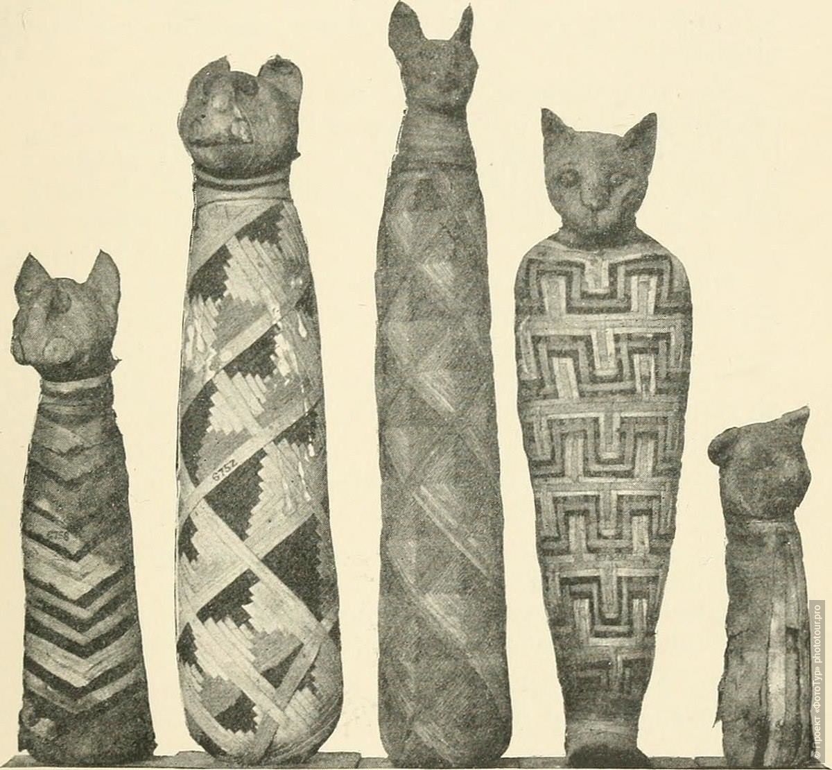 Мумии кошек Древнего Египта.