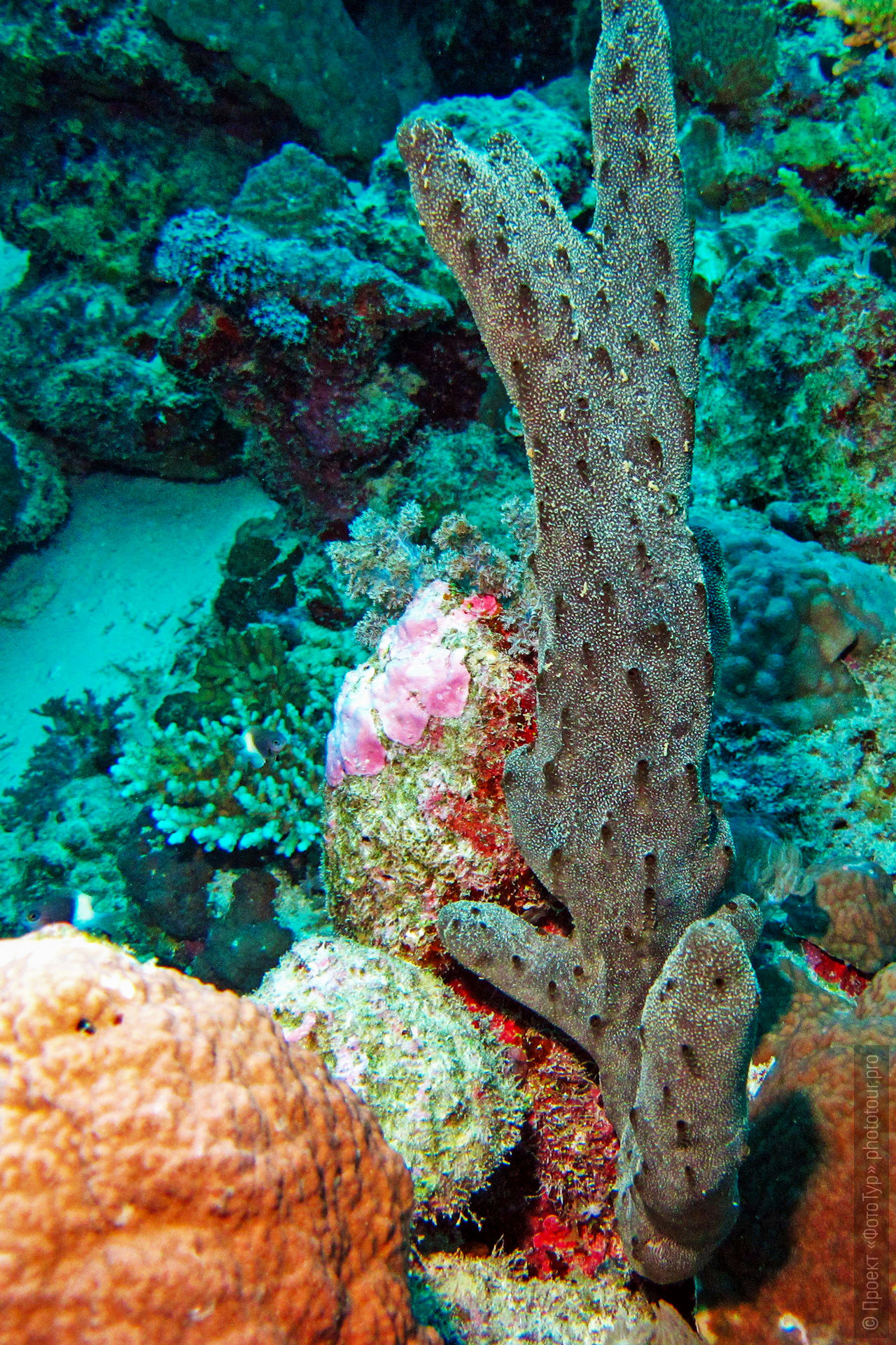 Hyrtios erectus — чёрная токсичная губка