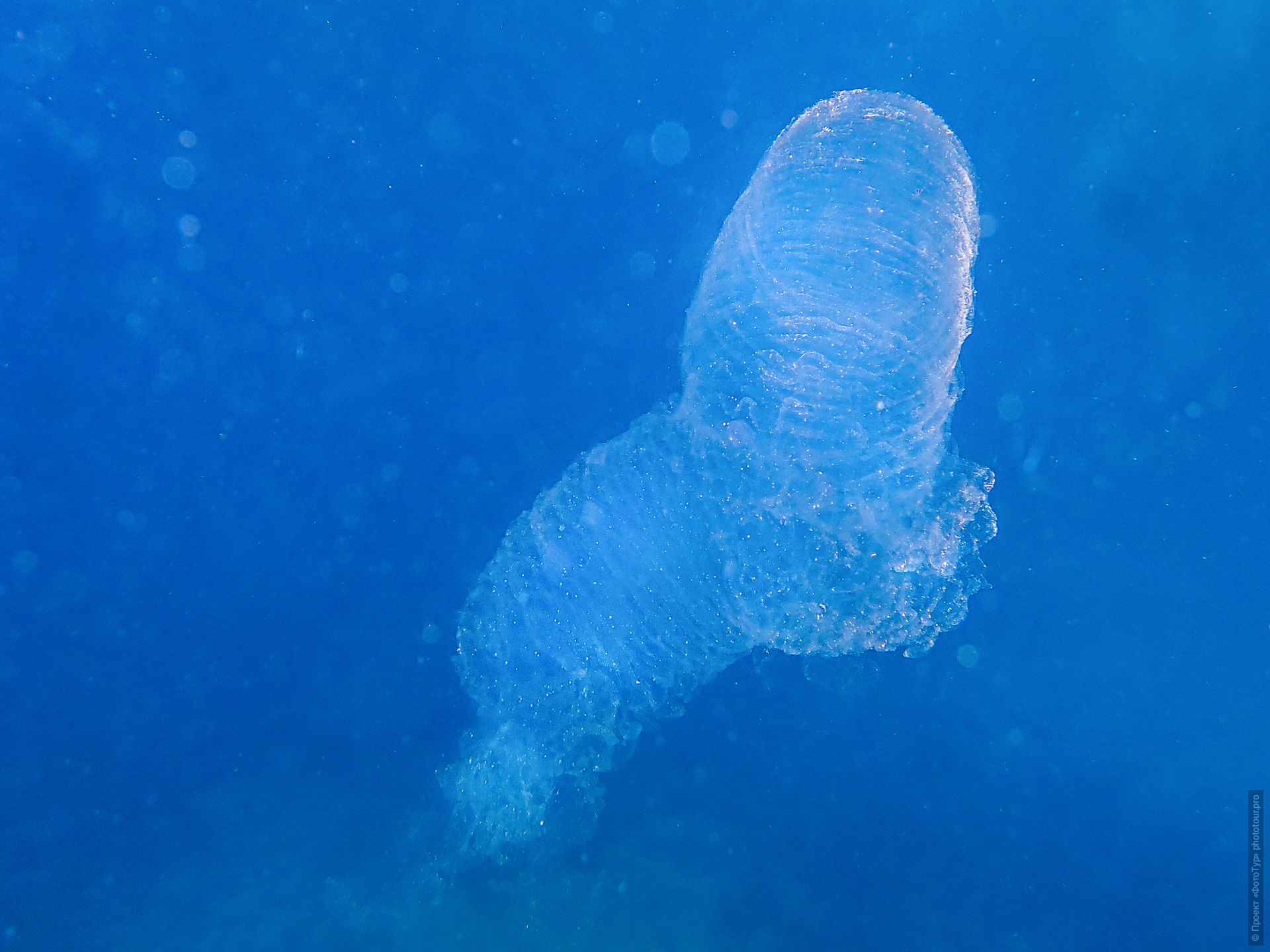 Пиросома в Красном Море, Дахаб, Синай, Египет.