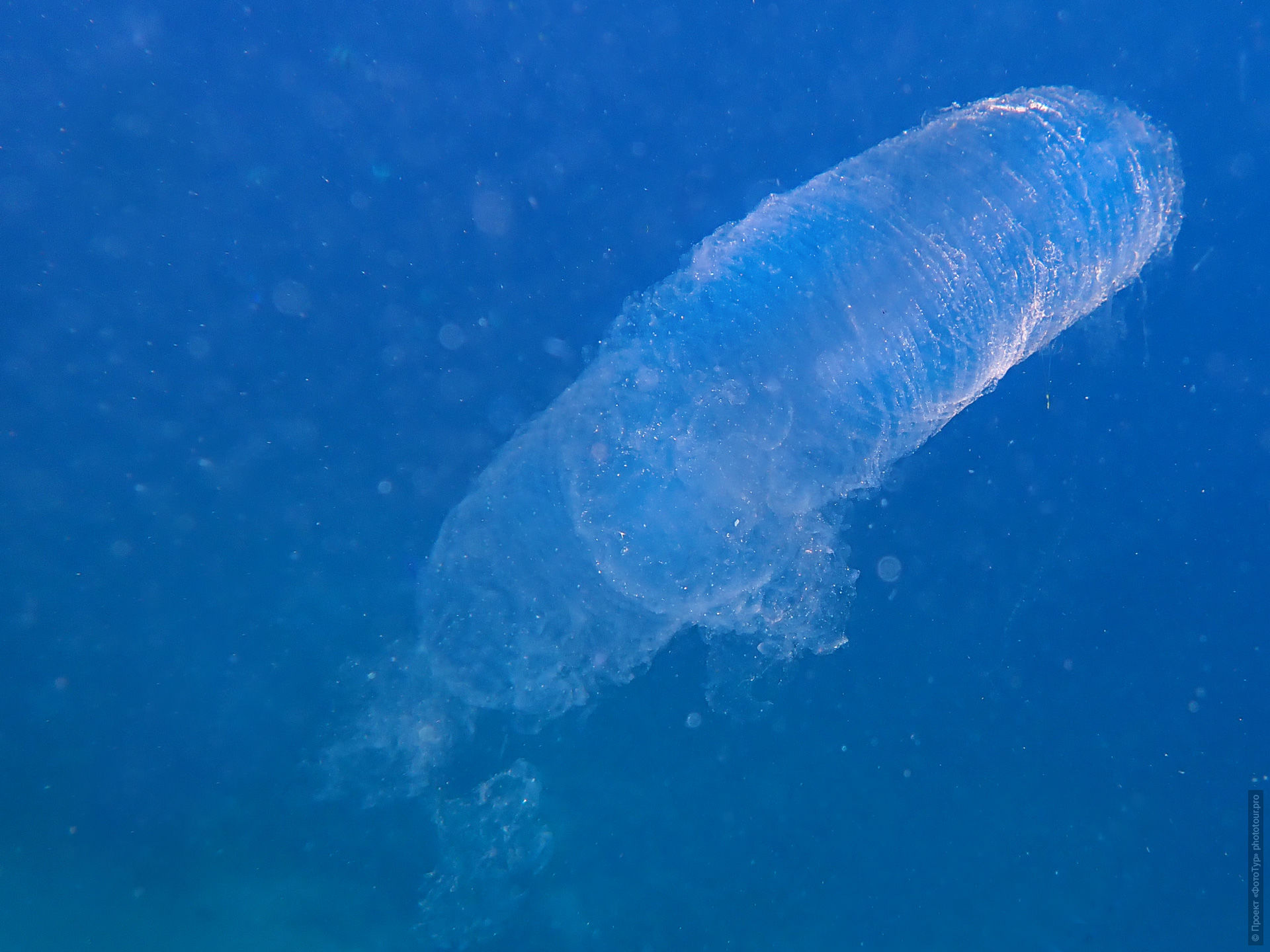 Пиросома в Красном Море, Дахаб, Синай, Египет.