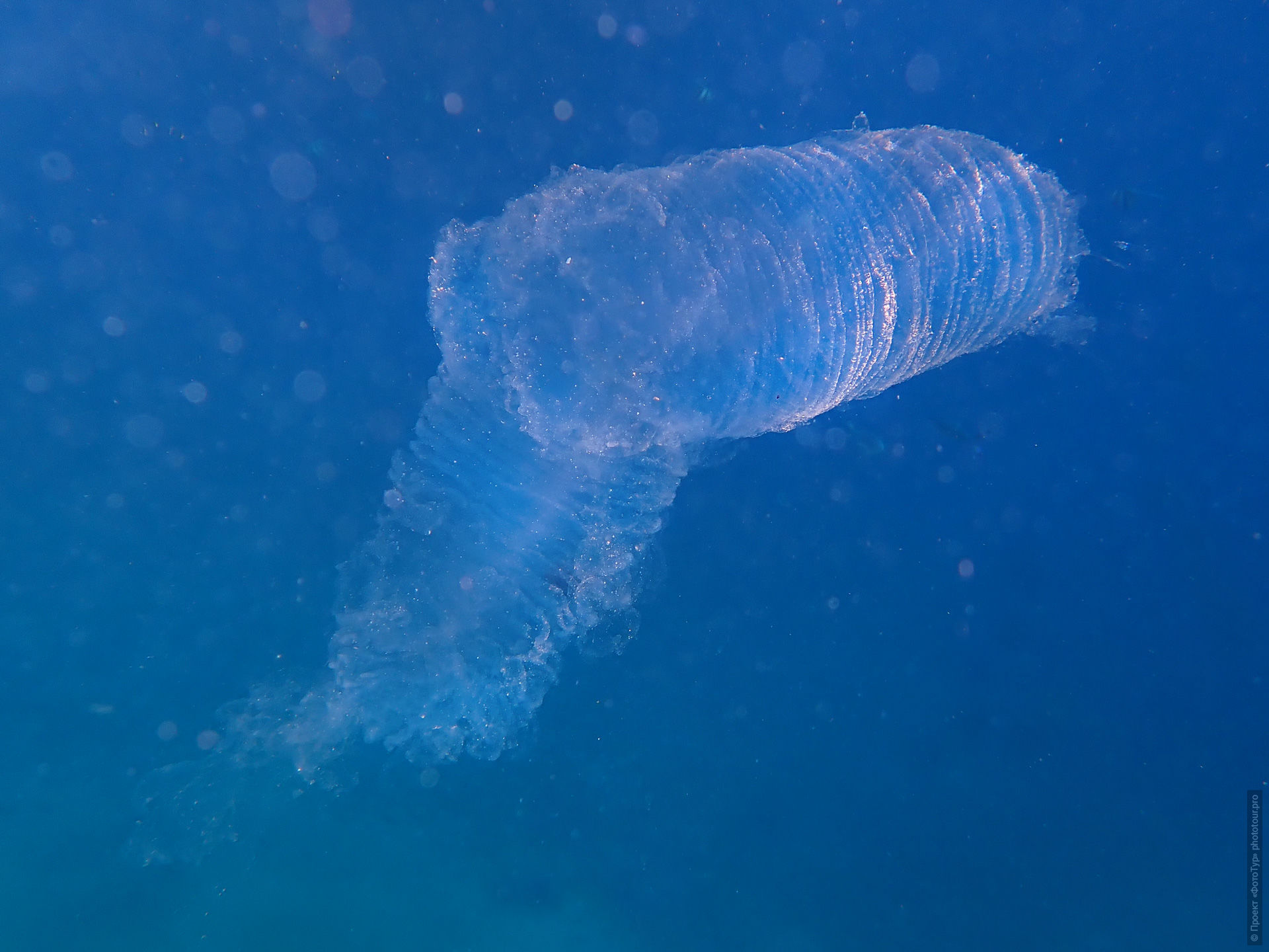 Пиросома в Красном Море, Дахаб, Синай, Египет.