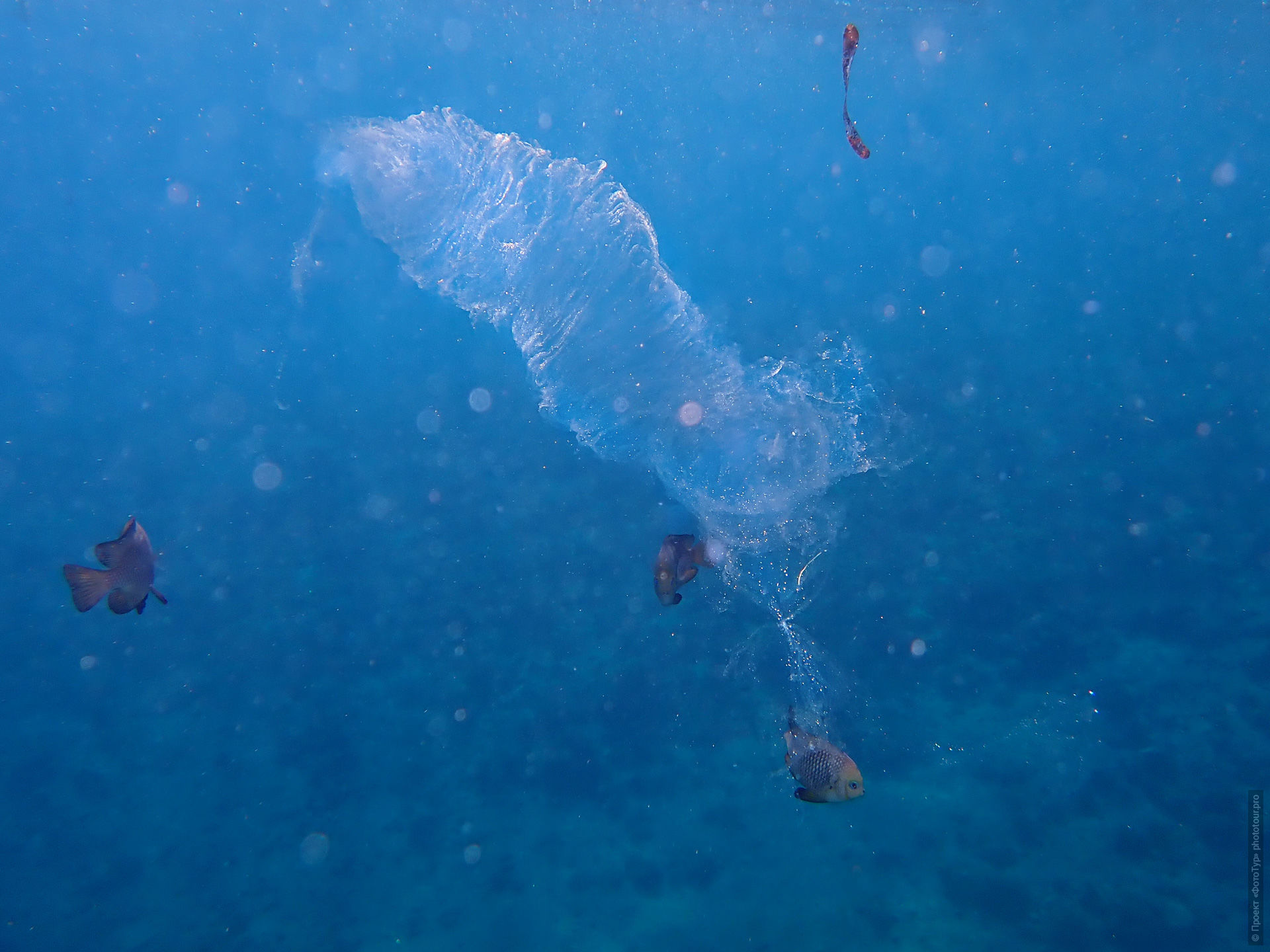 Пиросома в Красном Море, Дахаб, Синай, Египет.
