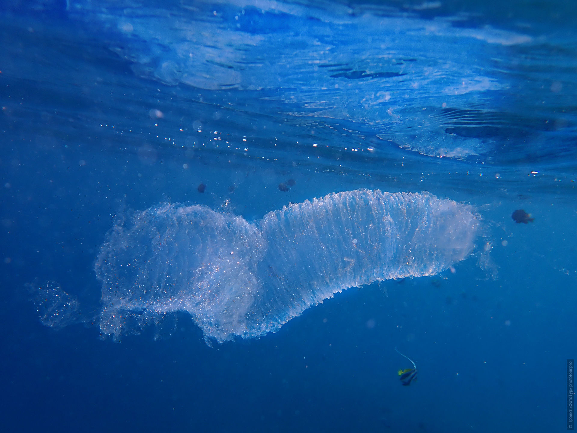 Пиросома в Красном Море, Дахаб, Синай, Египет.