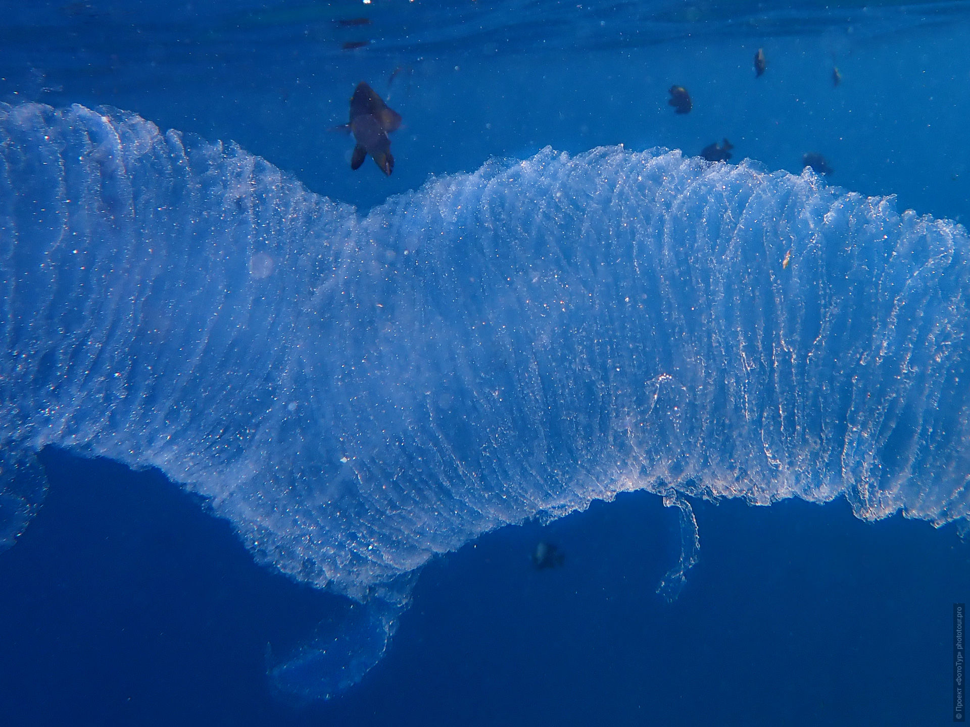 Пиросома в Красном Море, Дахаб, Синай, Египет.