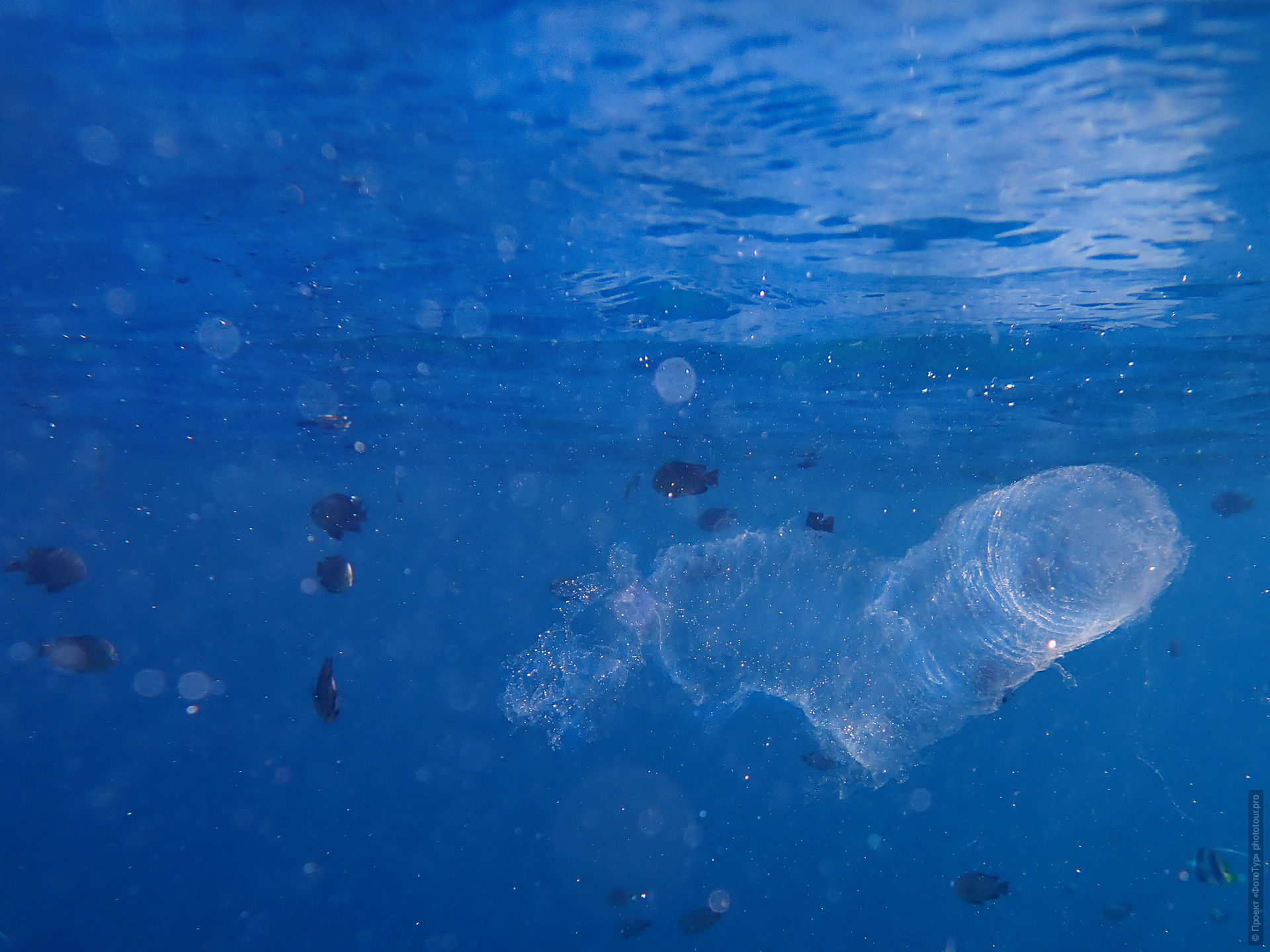 Пиросома в Красном Море, Дахаб, Синай, Египет.
