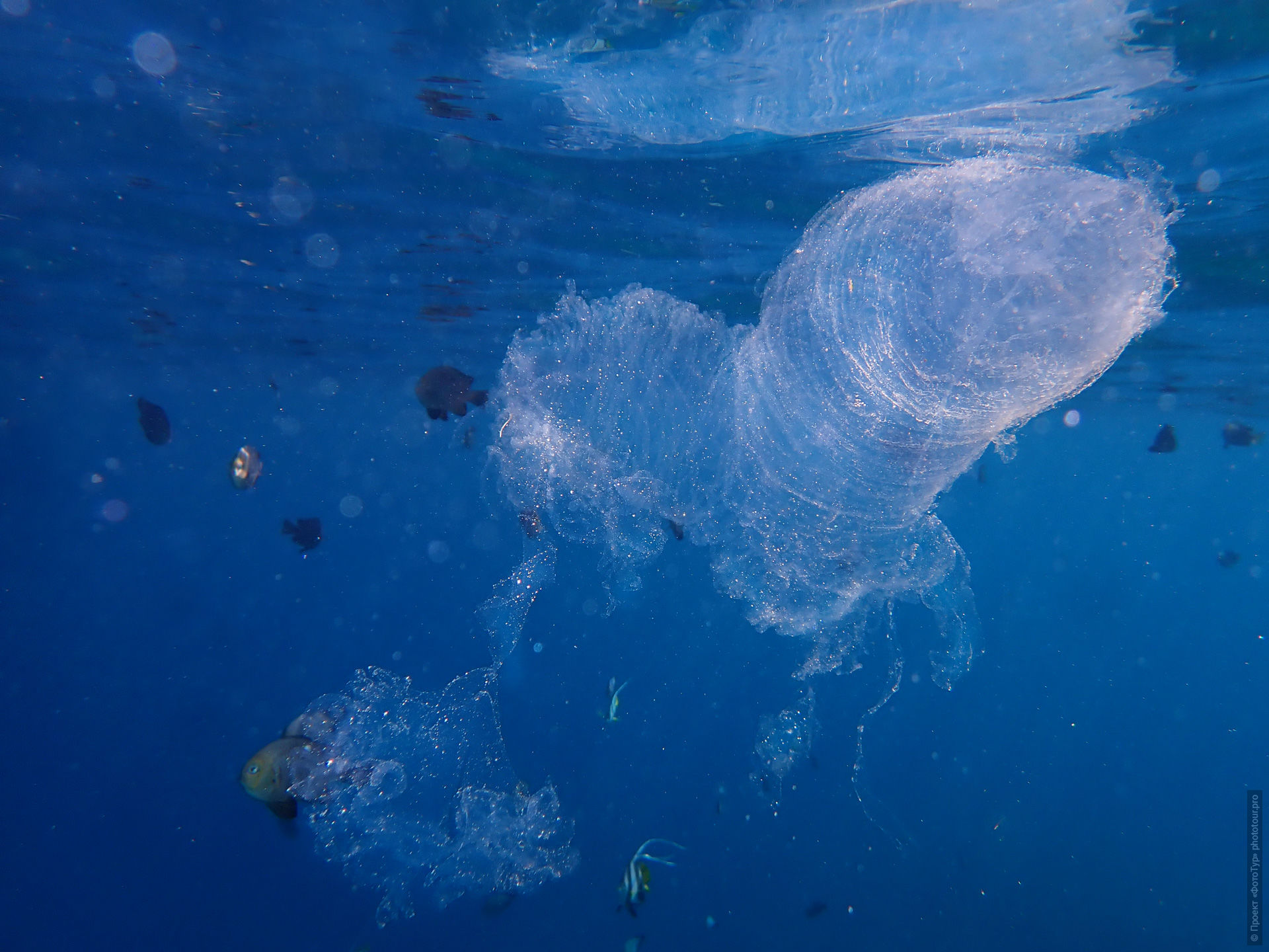 Пиросома в Красном Море, Дахаб, Синай, Египет.