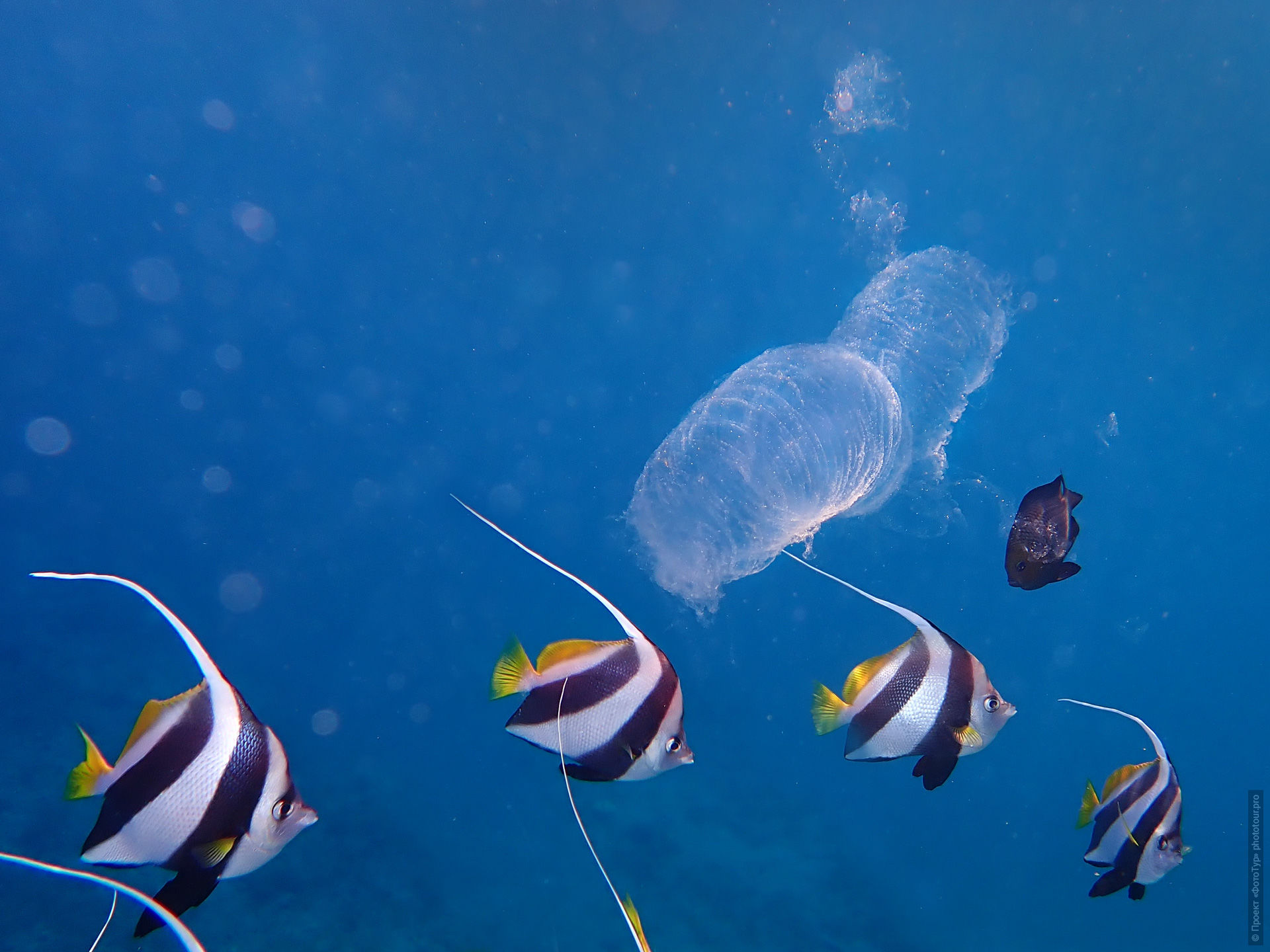 Пиросома в Красном Море, Дахаб, Синай, Египет.
