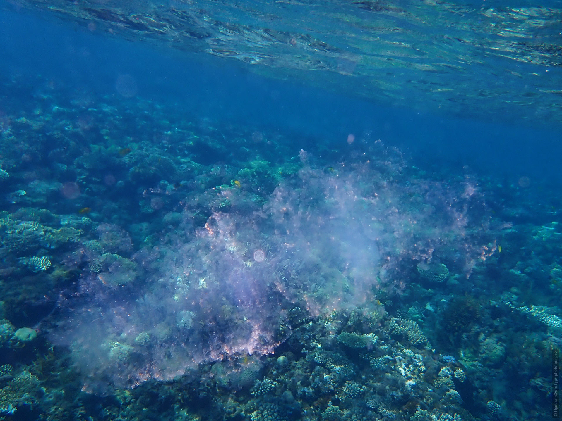 Пиросома в Красном Море, Дахаб, Синай, Египет.