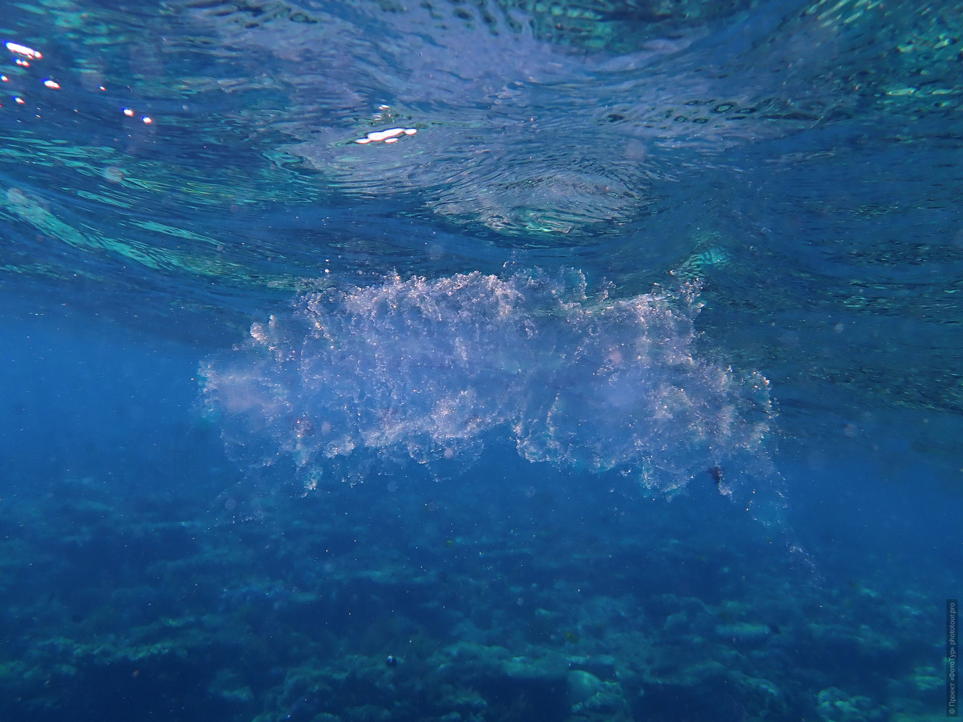 Пиросома в Красном Море, Дахаб, Синай, Египет.