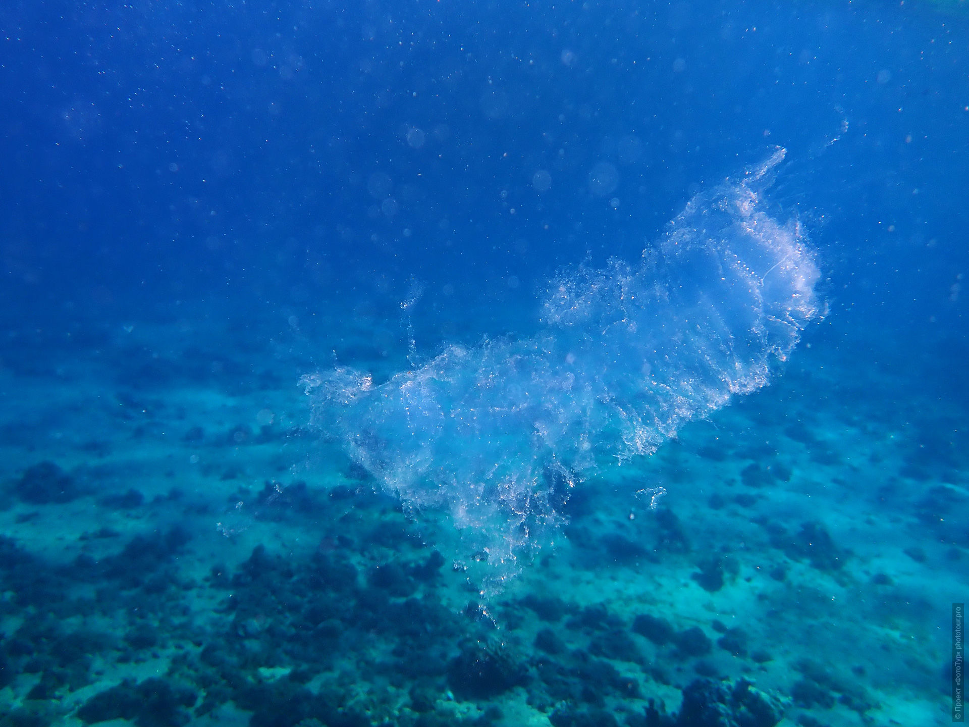 Пиросома в Красном Море, Дахаб, Синай, Египет.