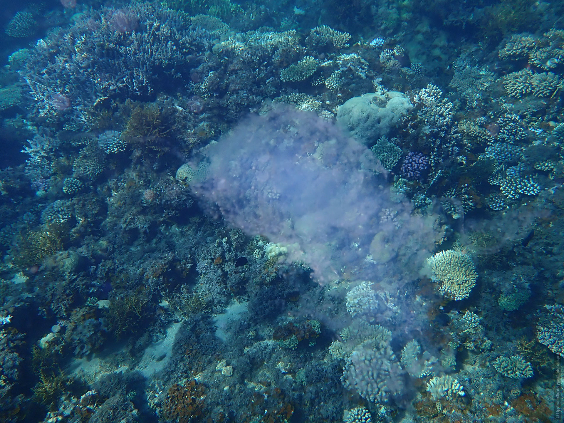 Пиросома в Красном Море, Дахаб, Синай, Египет.