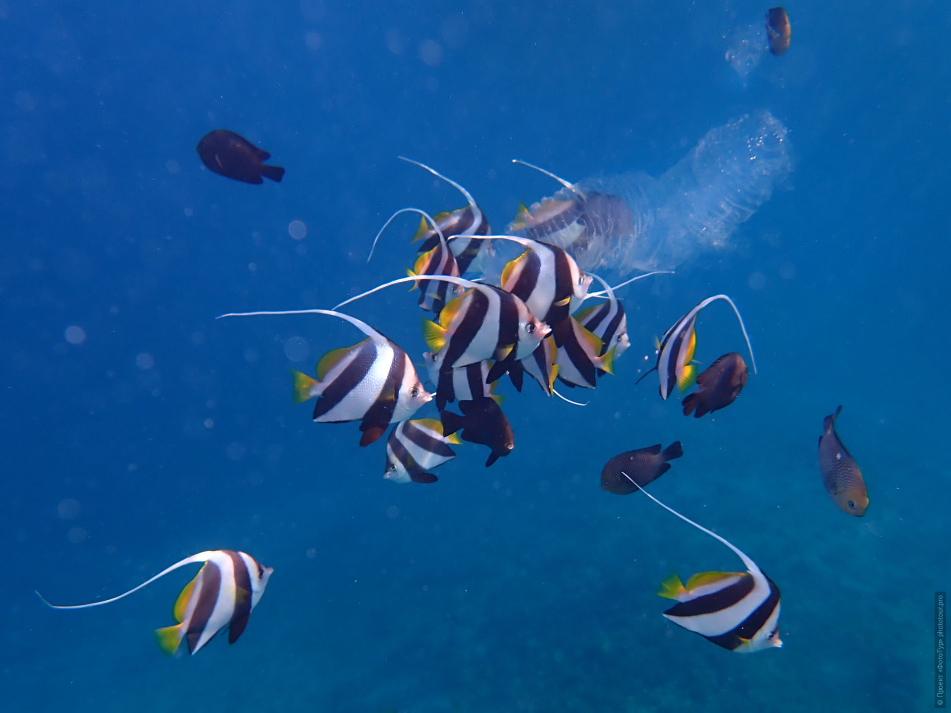 Пиросома в Красном Море, Дахаб, Синай, Египет.