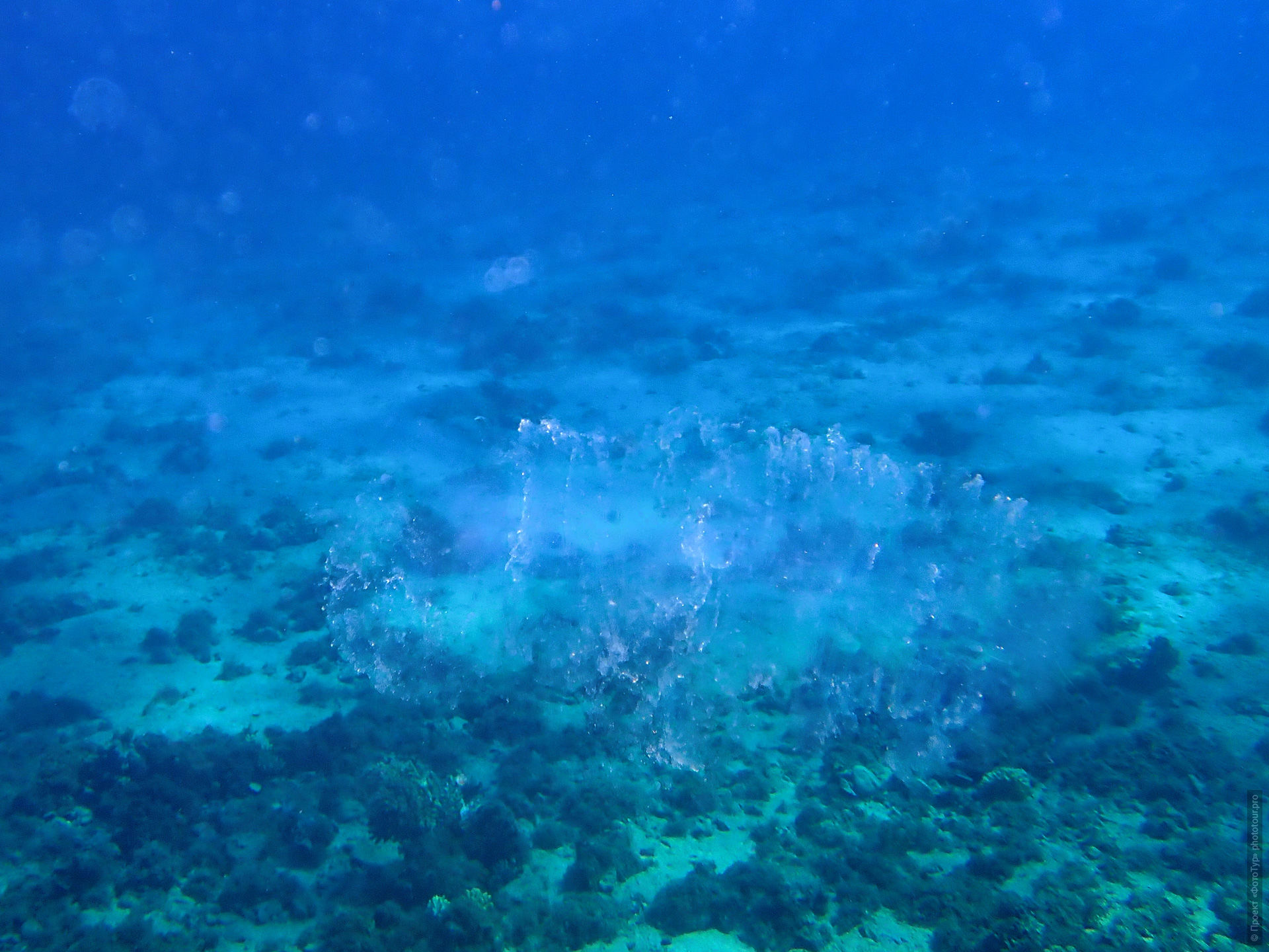 Пиросома в Красном Море, Дахаб, Синай, Египет.