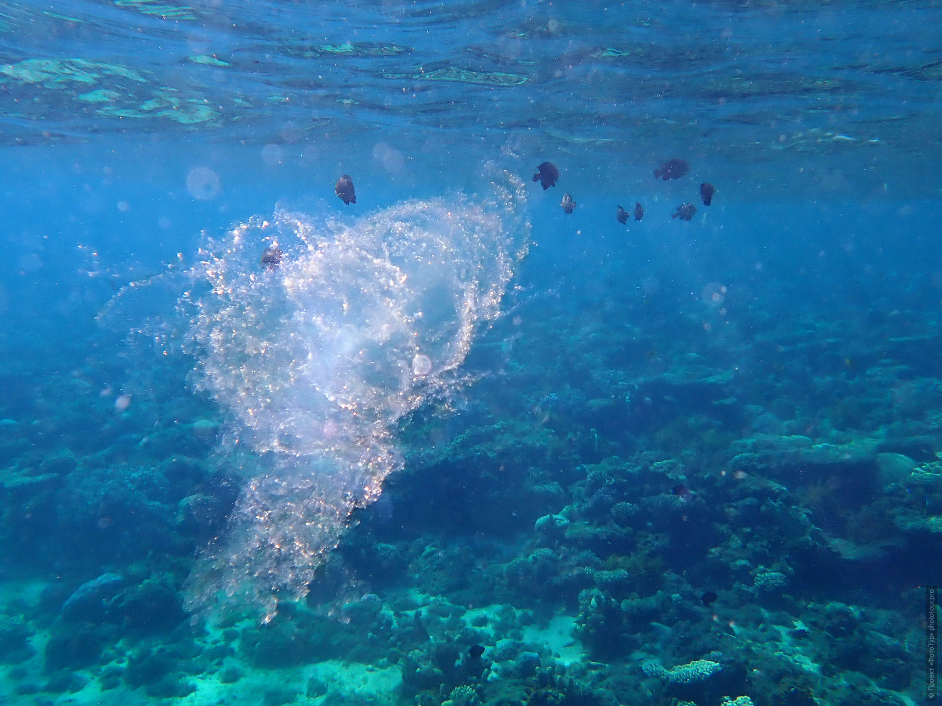 Пиросома в Красном Море, Дахаб, Синай, Египет.